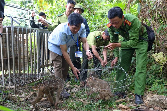 dong-vat-hoang-da-10012026-01