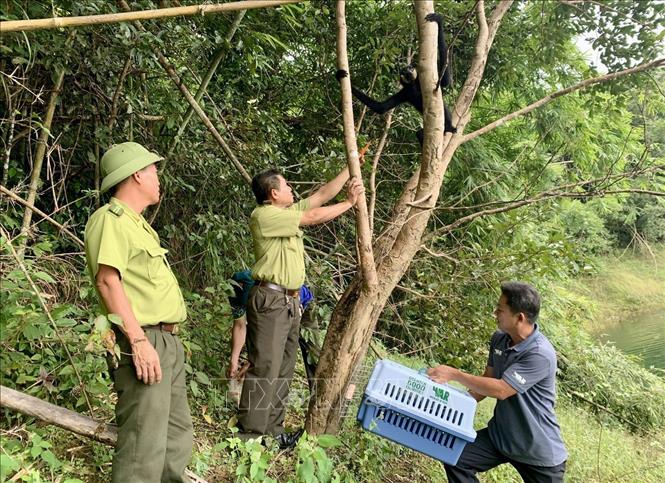 dong-vat-hoang-da-10012026-02