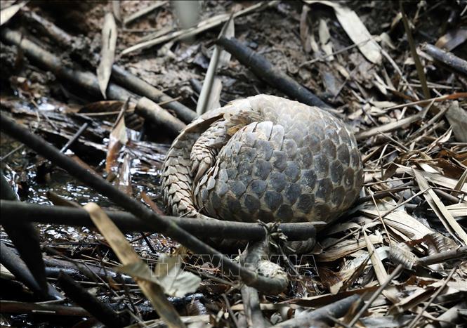 dong-vat-hoang-da-10012026-04