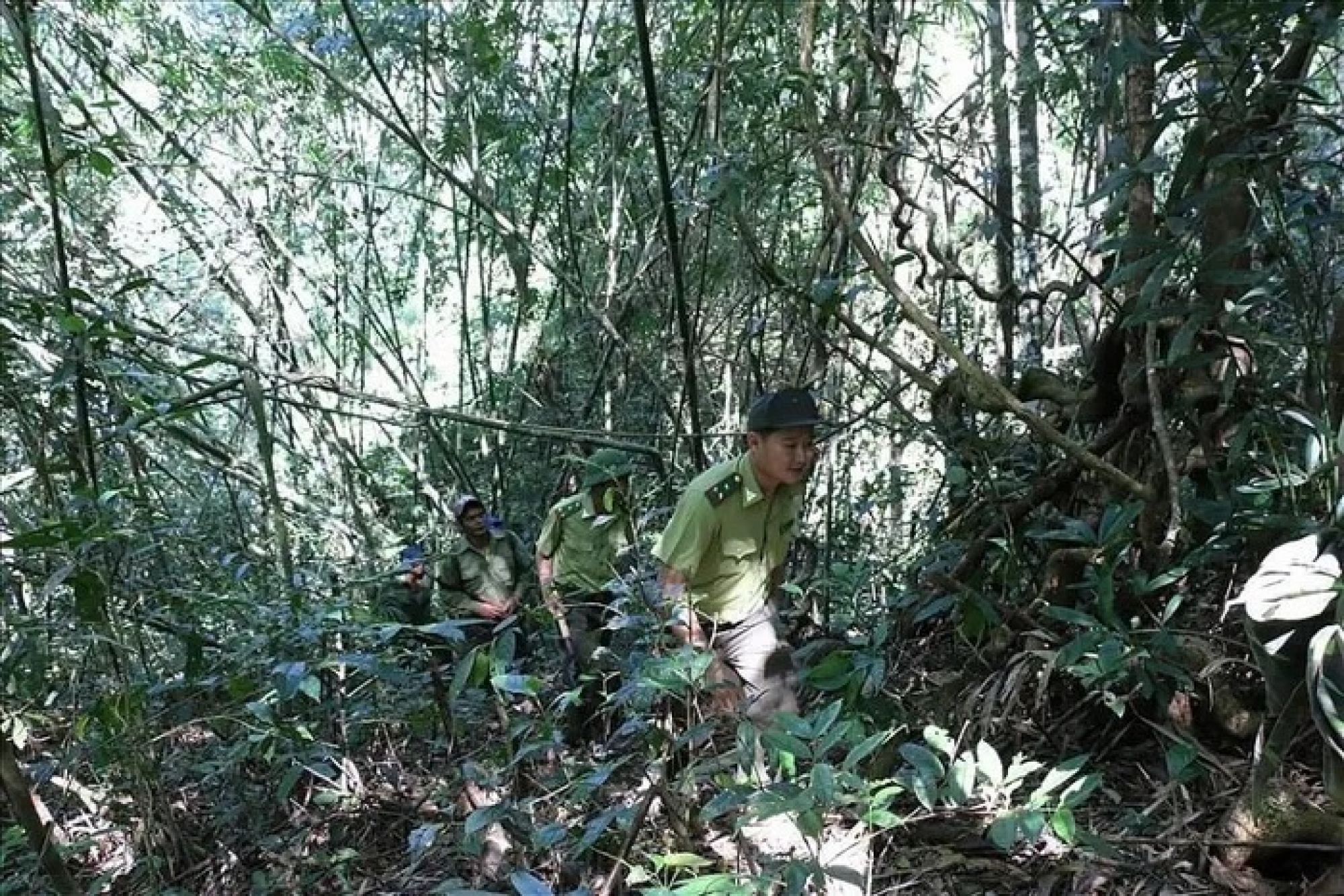 Những người thầm lặng giải cứu thú rừng trên &#039;nóc nhà&#039; Đắk Nông
