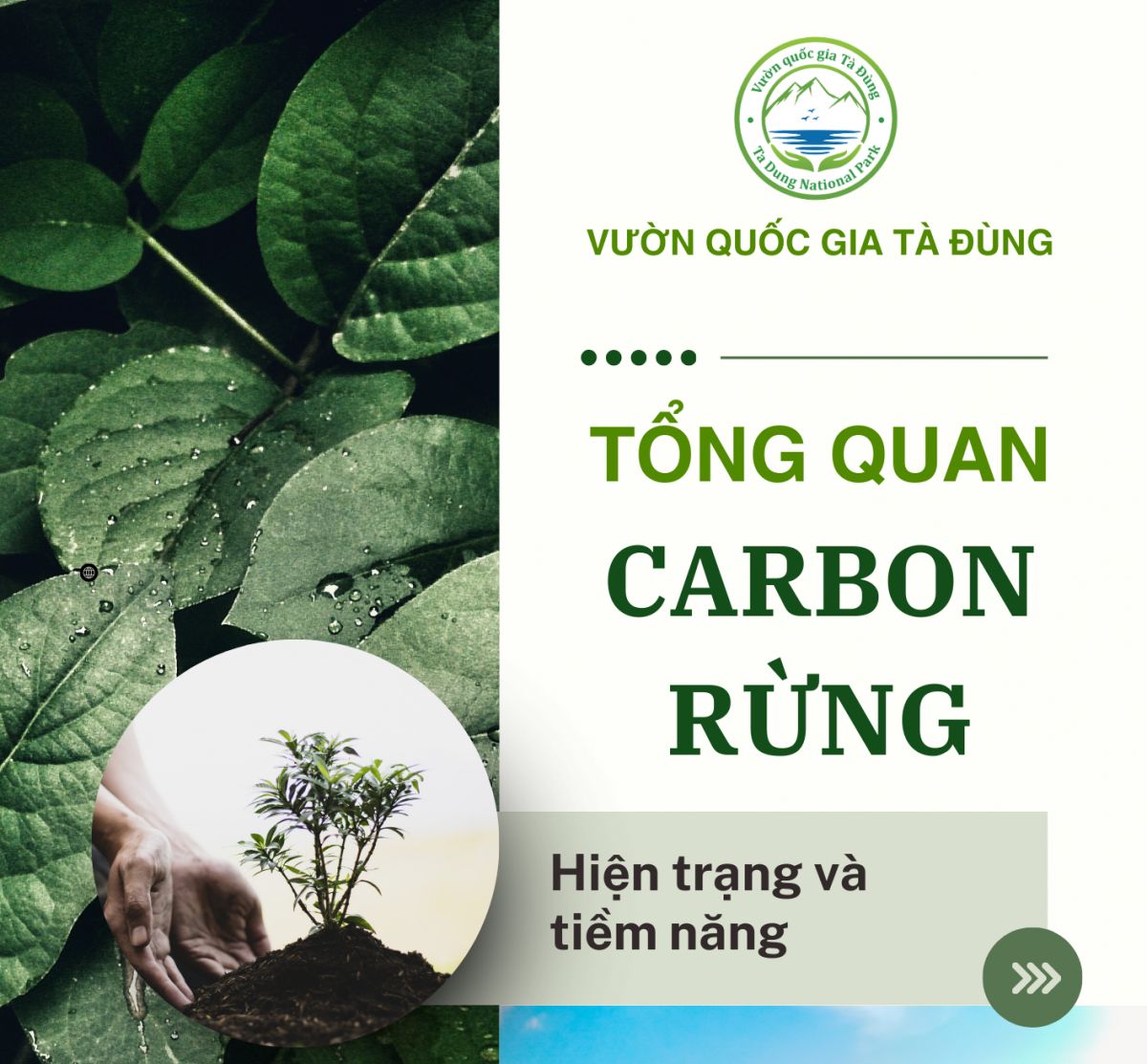 Tổng quan Carbon rừng, hiện trạng và tiềm năng