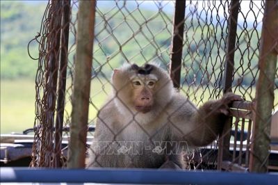 Thả h&agrave;ng trăm động vật hoang d&atilde; về m&ocirc;i trường tự nhi&ecirc;n