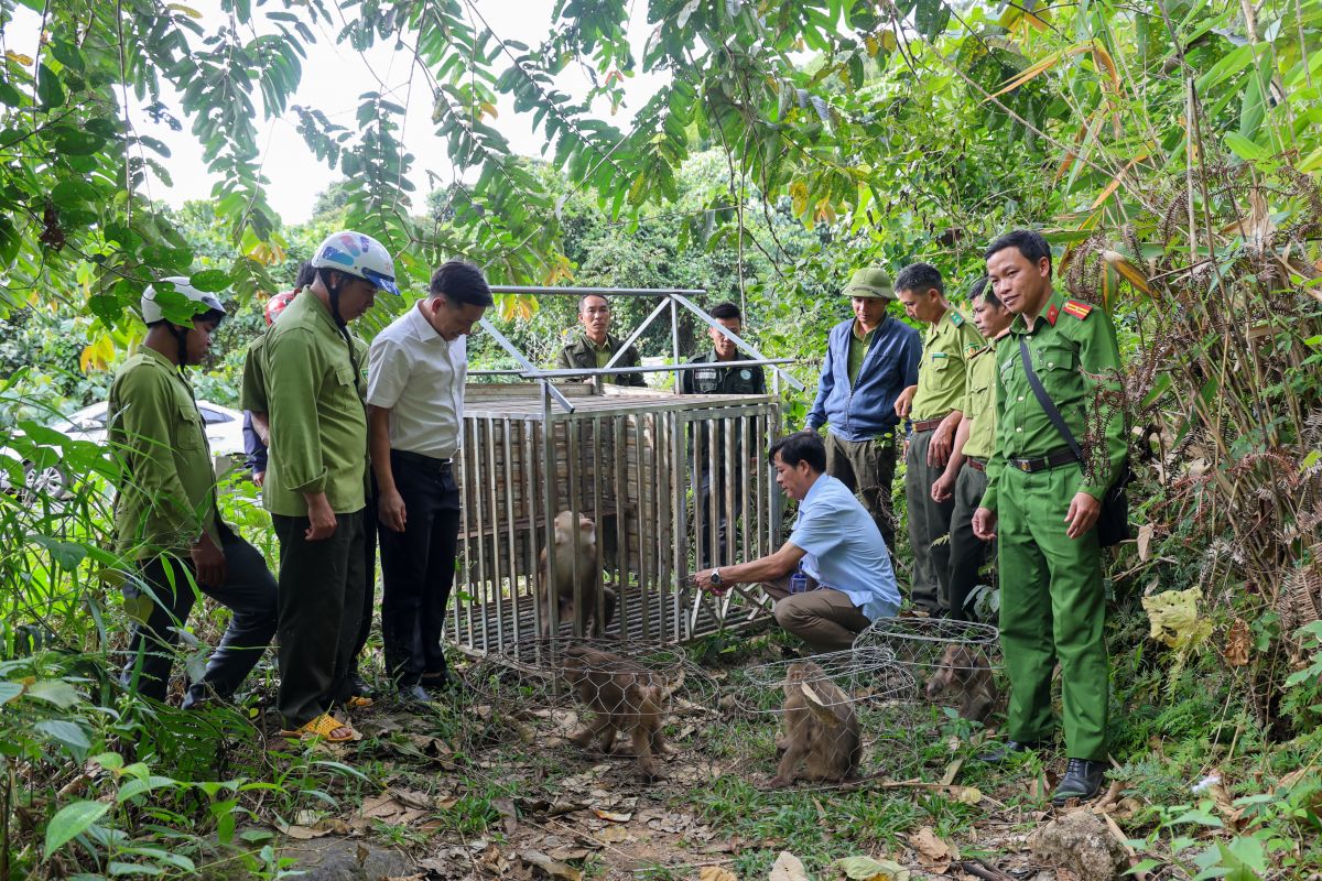 Vườn quốc gia T&agrave; Đ&ugrave;ng thả 4 c&aacute; thể động vật hoang d&atilde; về rừng